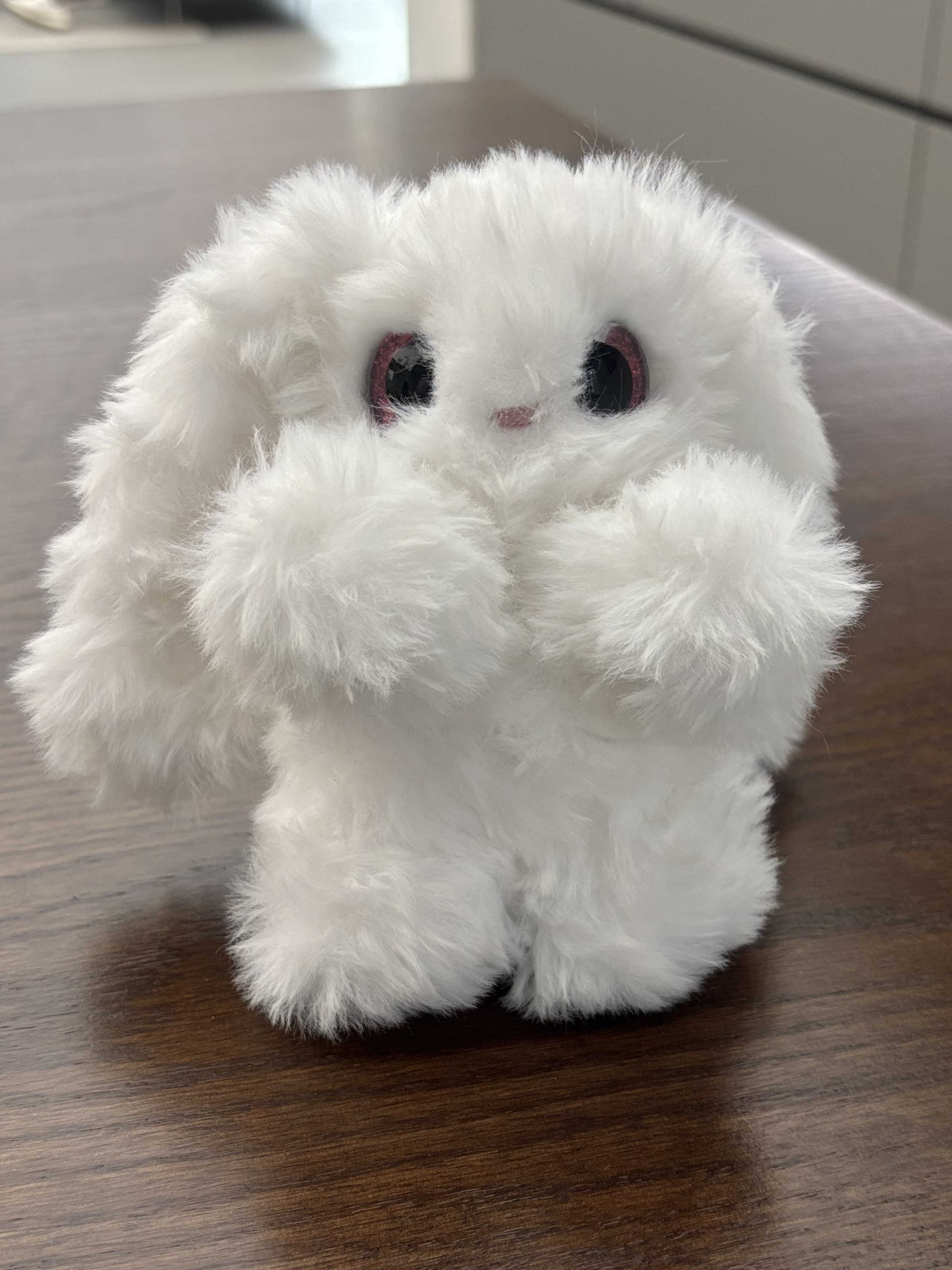 Lop Rabbit 4